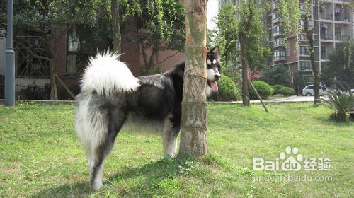 從幼犬抓起 如何教阿拉斯加犬認(rèn)識(shí)生活用品
